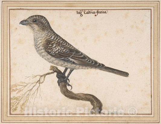 Art Print : Vincenzo Leonardi - Castrica Fratina : Vintage Wall Art
