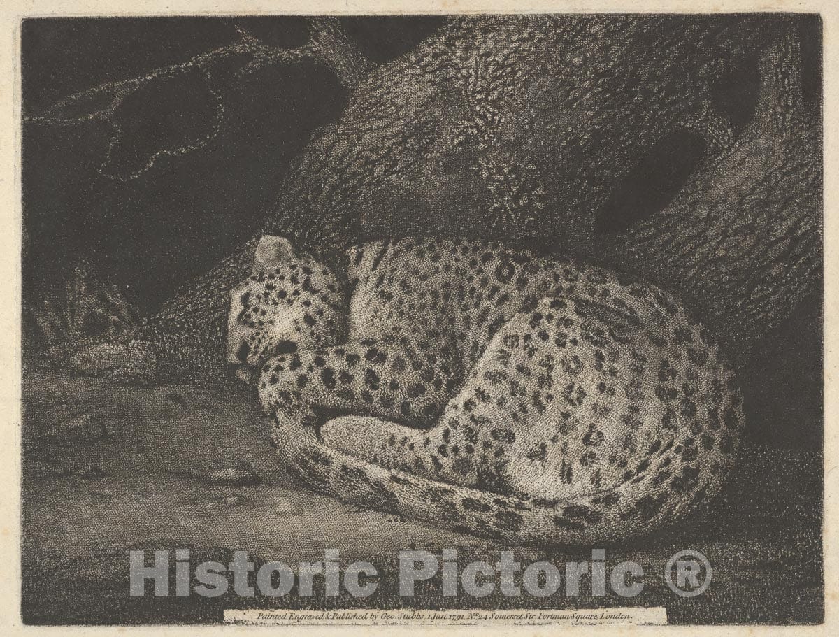 Art Print : George Stubbs - A Sleeping Leopard : Vintage Wall Art