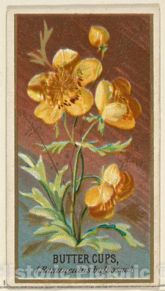 Art Print : Issued by Goodwin & Company - Buttercups (Ranunculus bulbosus), from The Flowers Series for Old Judge Cigarettes : Vintage Wall Art
