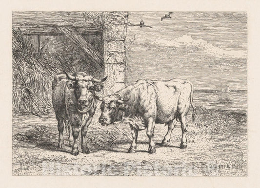 Art Print : Karl Bodmer - Bulls : Vintage Wall Art