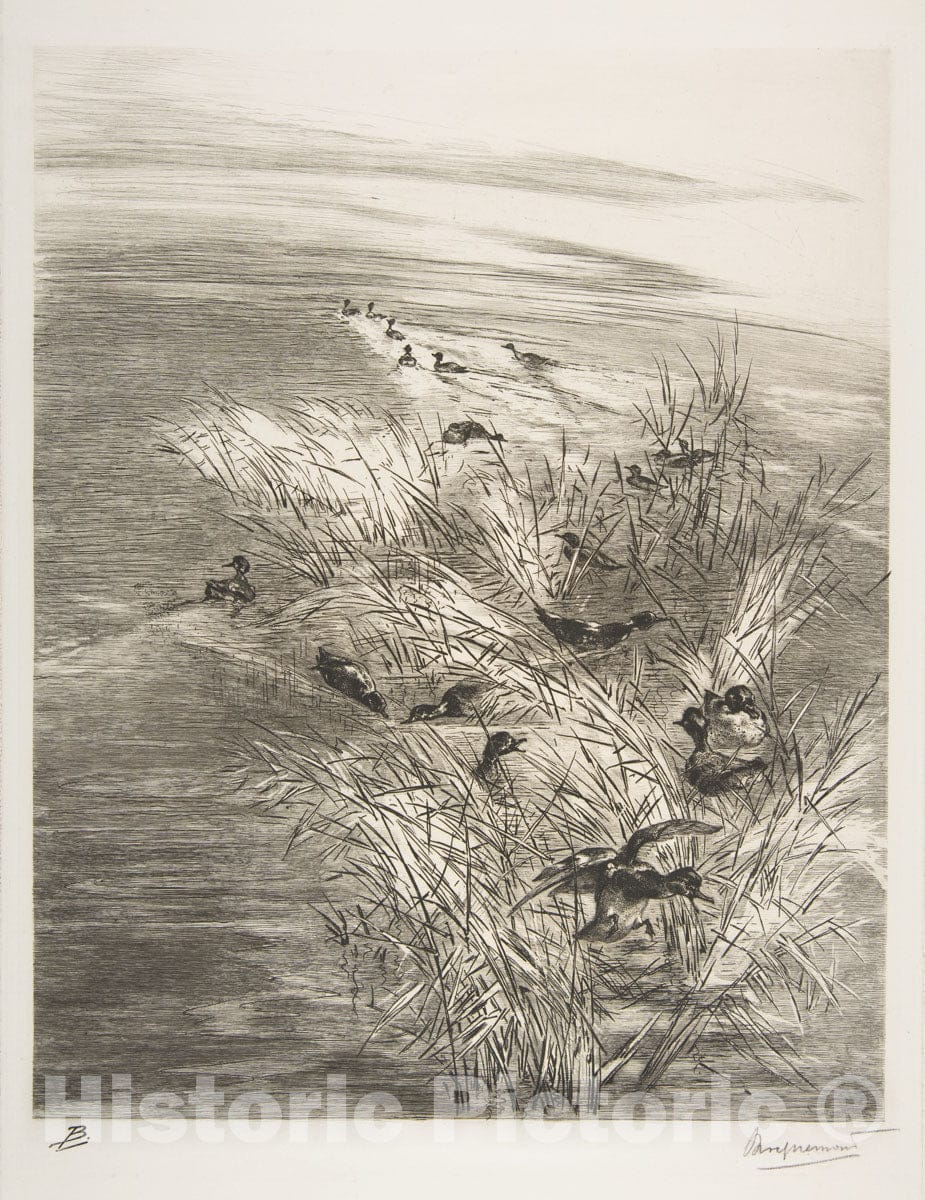 Art Print : Félix Bracquemond - Teal Among The Reeds : Vintage Wall Art