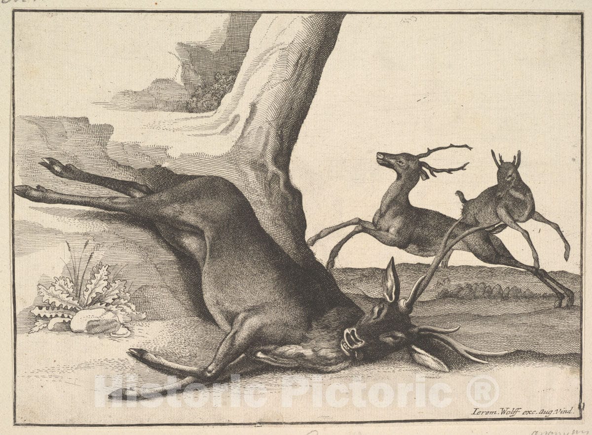 Art Print : Wenceslaus Hollar - A Dead stag, Anonymous Copy : Vintage Wall Art