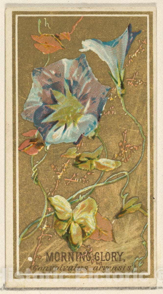 Art Print : Issued by Goodwin & Company - Morning Glory (Convolvalus arrensis), from The Flowers Series for Old Judge Cigarettes : Vintage Wall Art