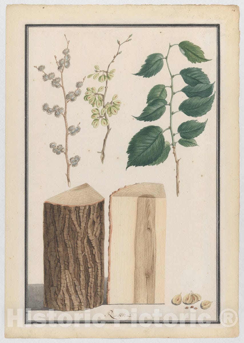 Art Print : Ludwig Pfleger - Studies of The Leaves, Blossoms, Fruits and Trunk of an English elm (Ulmus procera) : Vintage Wall Art