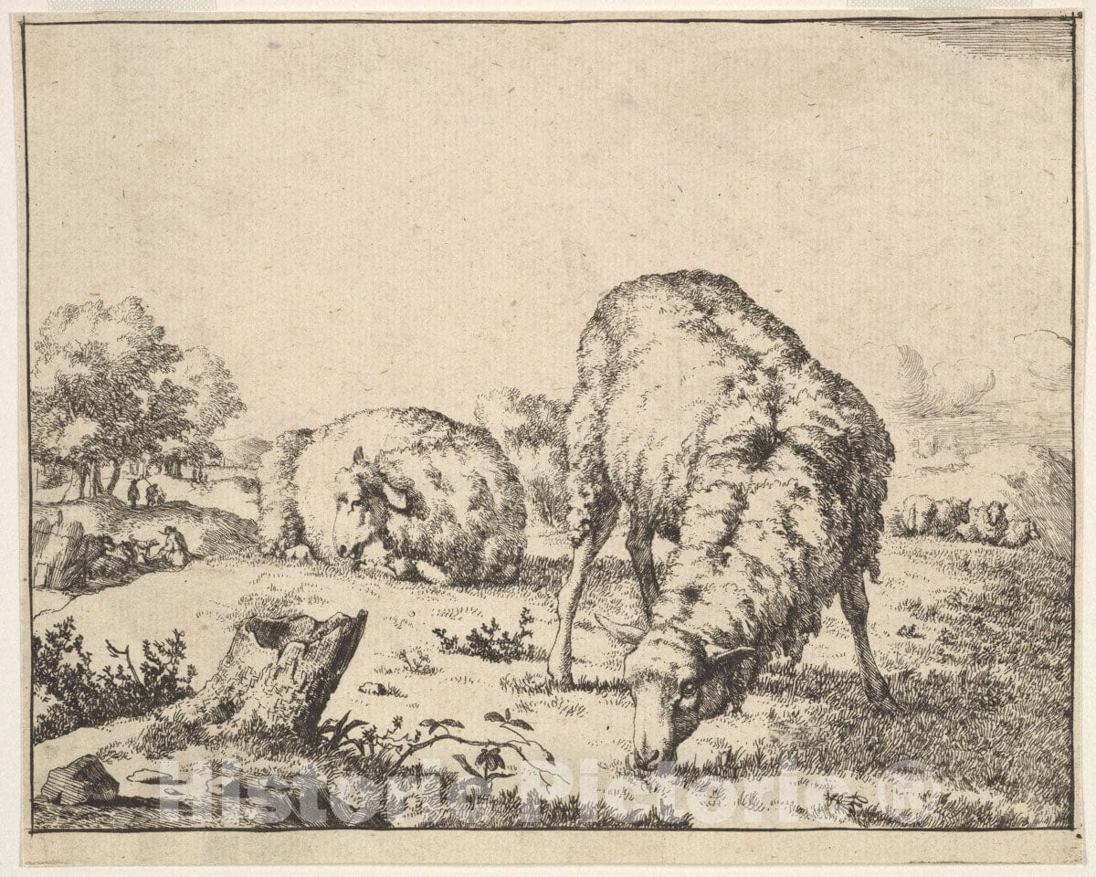 Art Print : Marcus de Bye - Sheep, from a Set of 16 Plates 4 : Vintage Wall Art