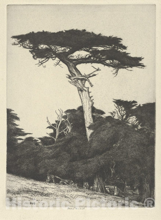 Art Print : Ernest Haskell - Dryad's Parasol : Vintage Wall Art