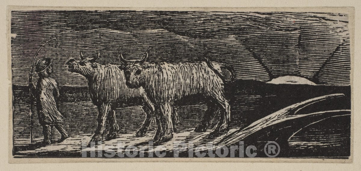 Art Print : William Blake - Unyok'd Heifers, Loitering Homeward, from Thornton's Pastorals of Virgil : Vintage Wall Art