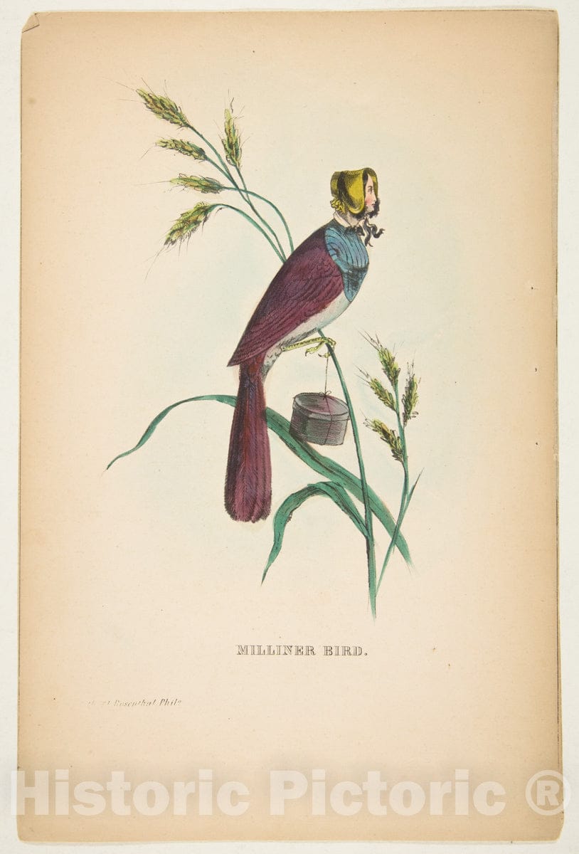 Art Print : Henry Louis Stephens - Milliner Bird (Minnie Doyle), from The Comic Natural History of The Human Race : Vintage Wall Art