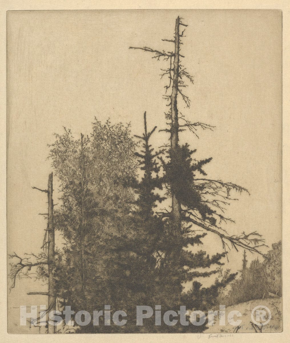 Art Print : Ernest Haskell - Dead Tops : Vintage Wall Art