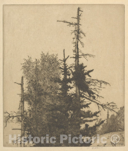 Art Print : Ernest Haskell - Dead Tops : Vintage Wall Art