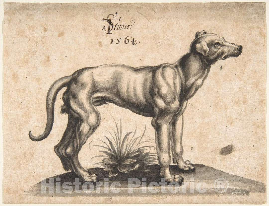 Art Print : Tobias Stimmer - A Dog Looking to The Right : Vintage Wall Art