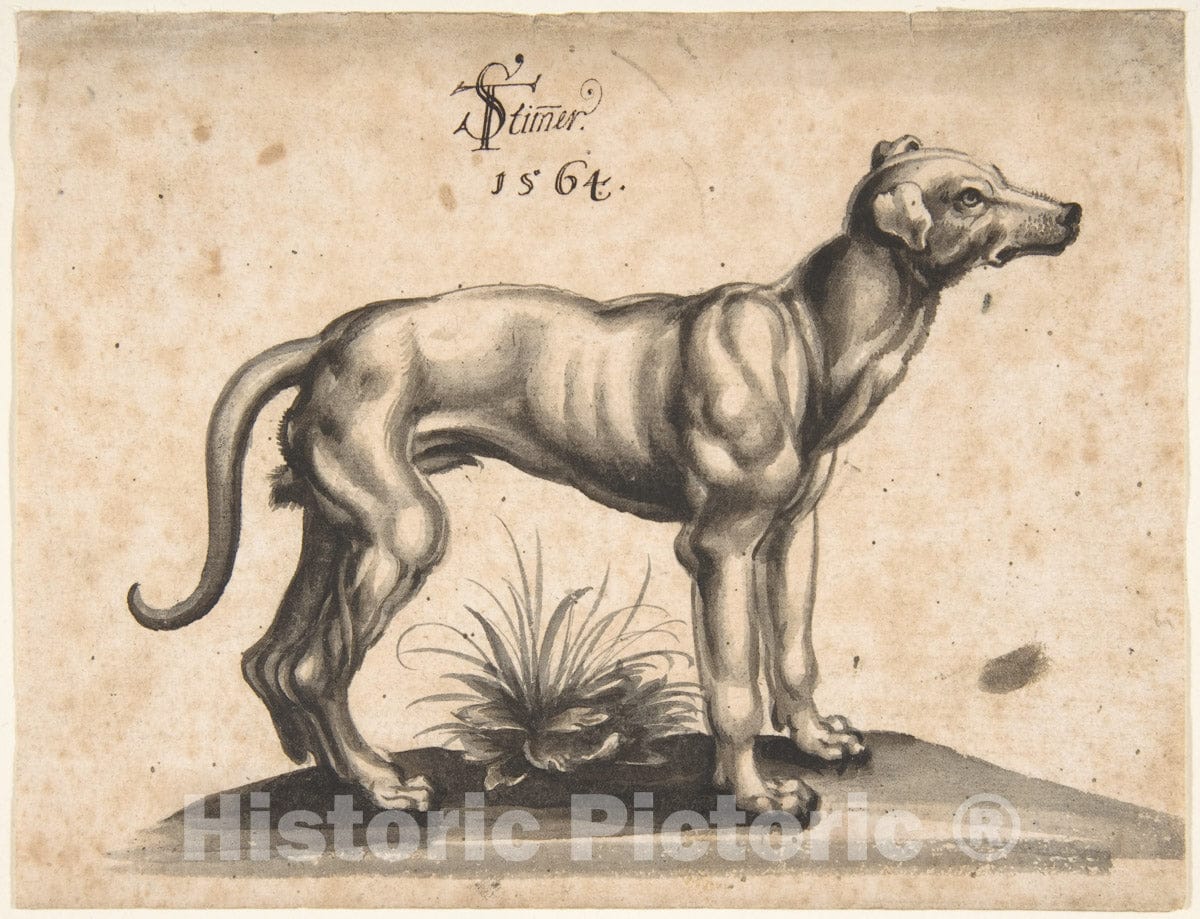 Art Print : Tobias Stimmer - A Dog Looking to The Right : Vintage Wall Art
