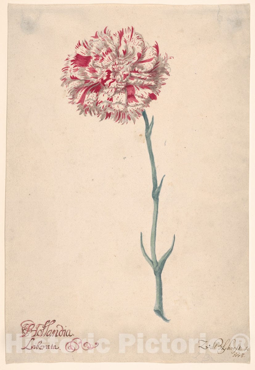 Art Print : Zacharias Blijhooft - A Carnation (Hollandia Liberata) : Vintage Wall Art