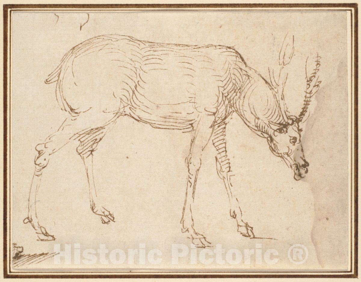 Art Print : Stefano da Verona (Stefano di Giovanni) - Studies of a Stag 2 : Vintage Wall Art