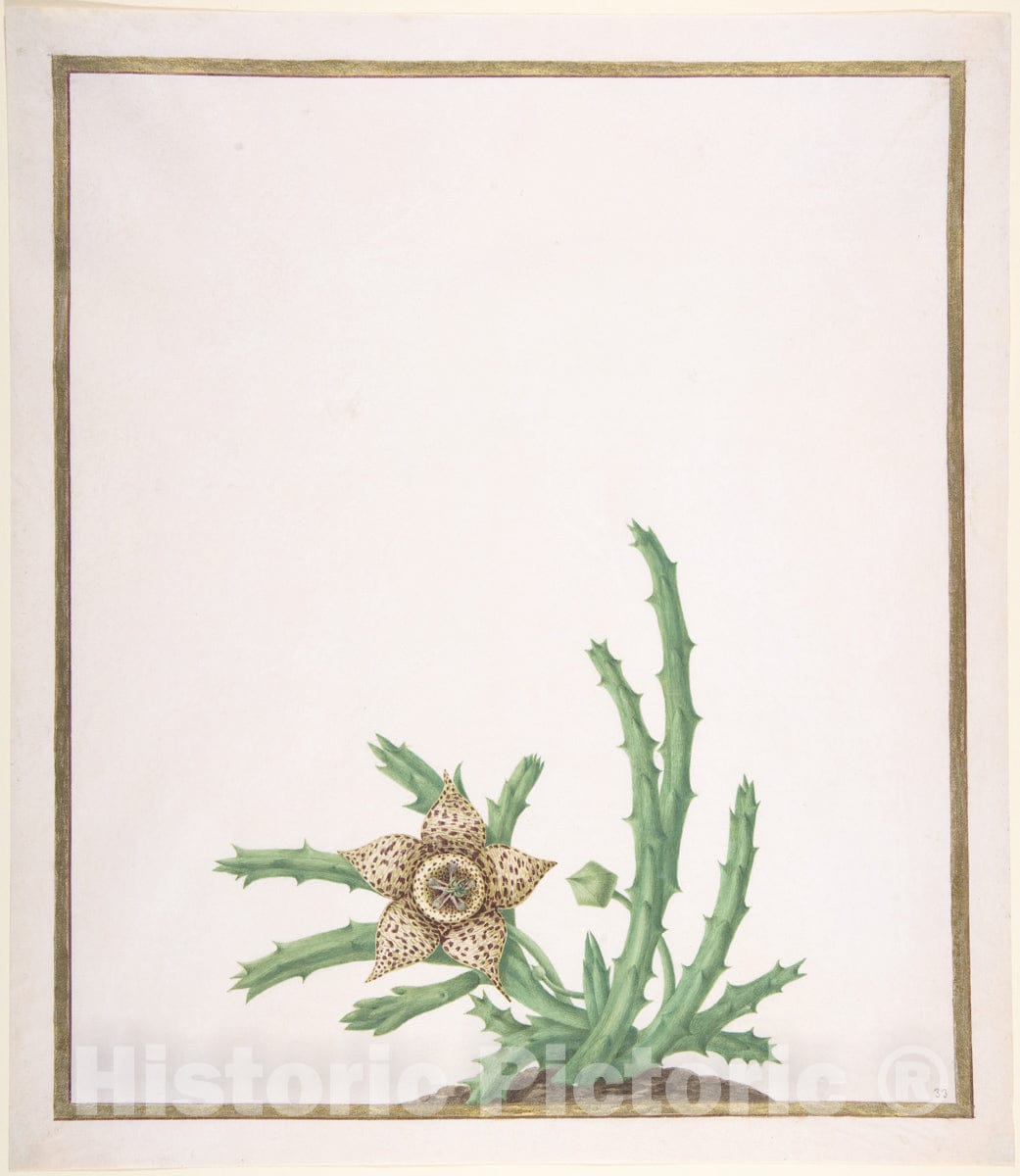 Art Print : Nicolas Robert - A Stapelia Variegata : Vintage Wall Art