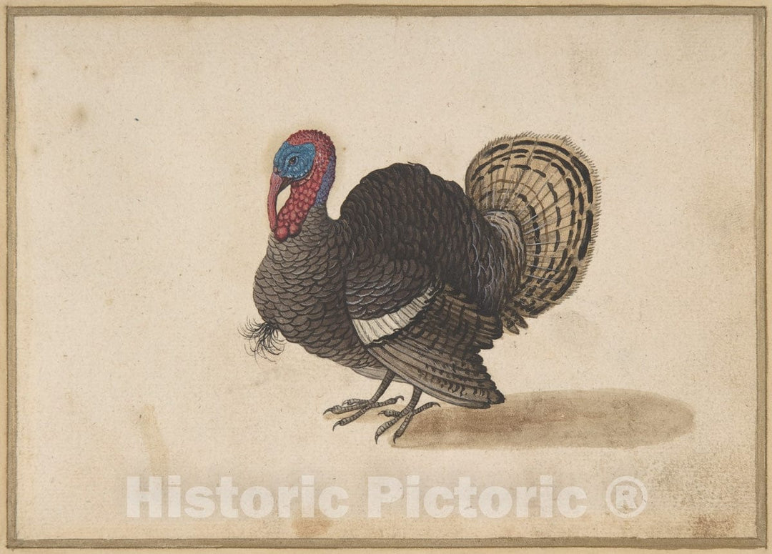 Art Print : Dutch - A Turkey : Vintage Wall Art