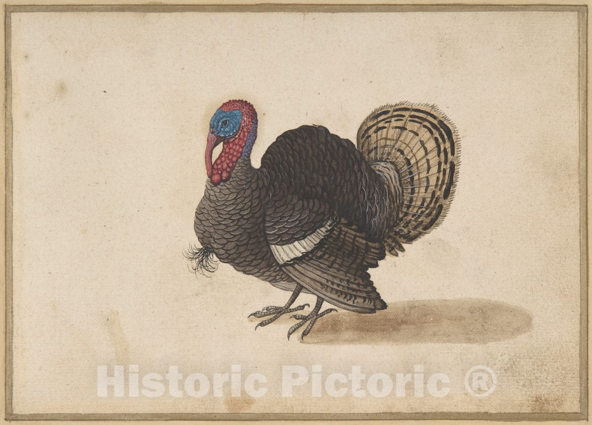 Art Print : Dutch - A Turkey : Vintage Wall Art