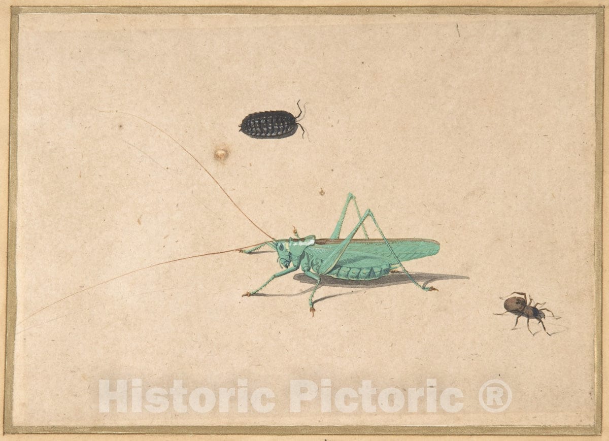 Art Print : Dutch, 17th Century - A Great Green Bush Cricket (Tettigorica viridissima Linneaeus), A Clioniona Spider, and a Beetle : Vintage Wall Art
