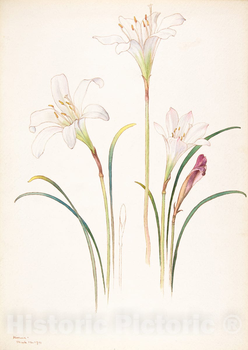 Art Print : Margaret Neilson Armstrong - White Lilies : Vintage Wall Art