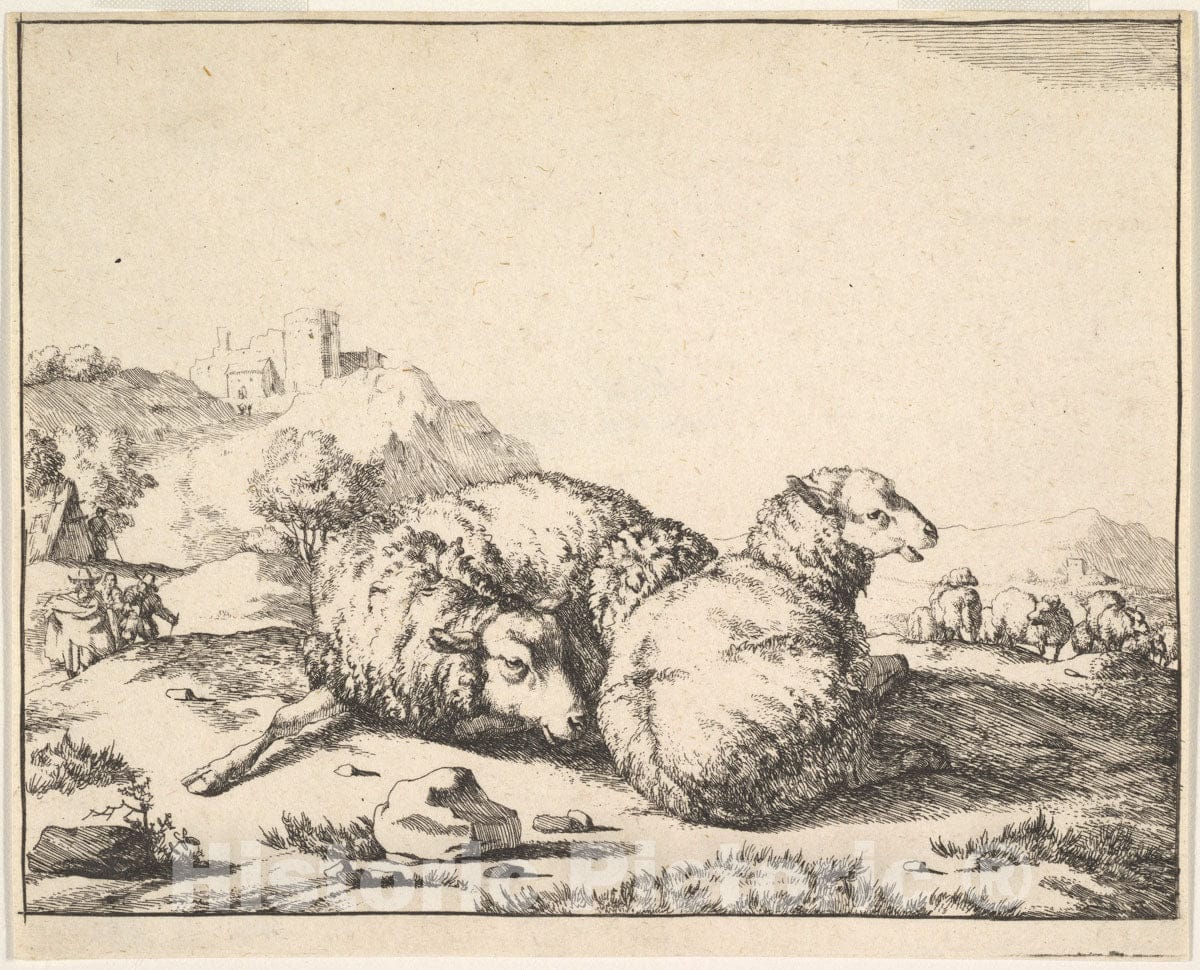 Art Print : Marcus de Bye - Sheep, from a Set of 16 Plates 1 : Vintage Wall Art