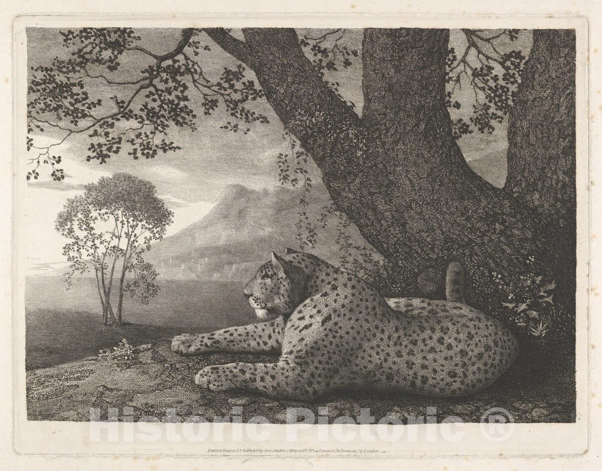Art Print : George Stubbs - A Tyger (A Recumbent Leopard by a Tree) : Vintage Wall Art
