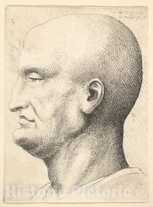 Art Print : Wenceslaus Hollar - Head of a Bald Man in Profile to Left : Vintage Wall Art