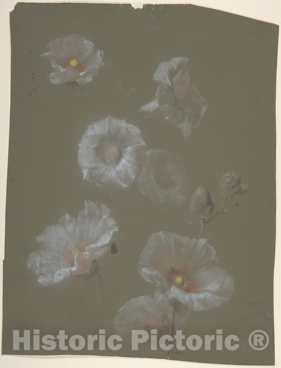 Art Print : Antoine Berjon - White Hollyhocks : Vintage Wall Art