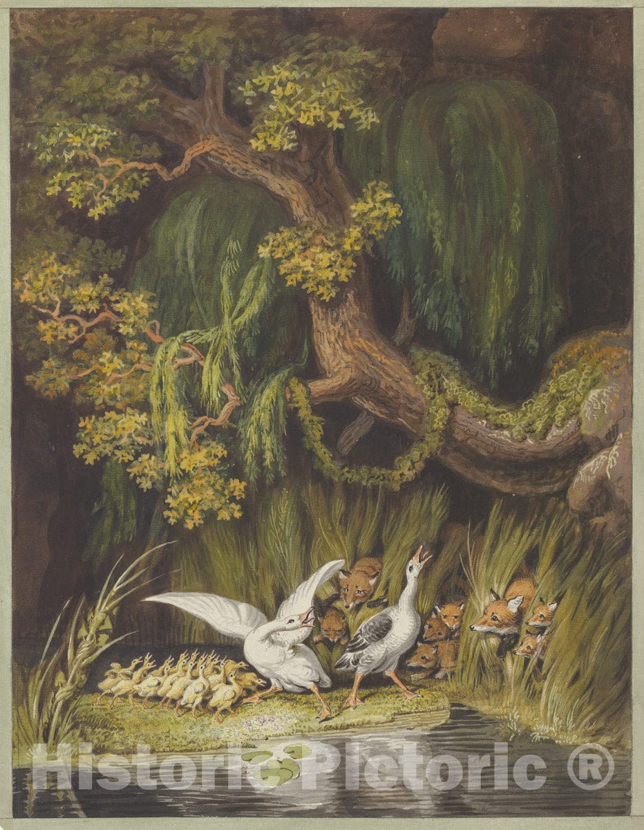 Art Print : A Goose and a Gander with Their Goslings Honking in Alarm as Two Foxes - Artist: Johann Heinrich Wilhelm Tischbein - Created: 19th Century : Vintage Wall Art