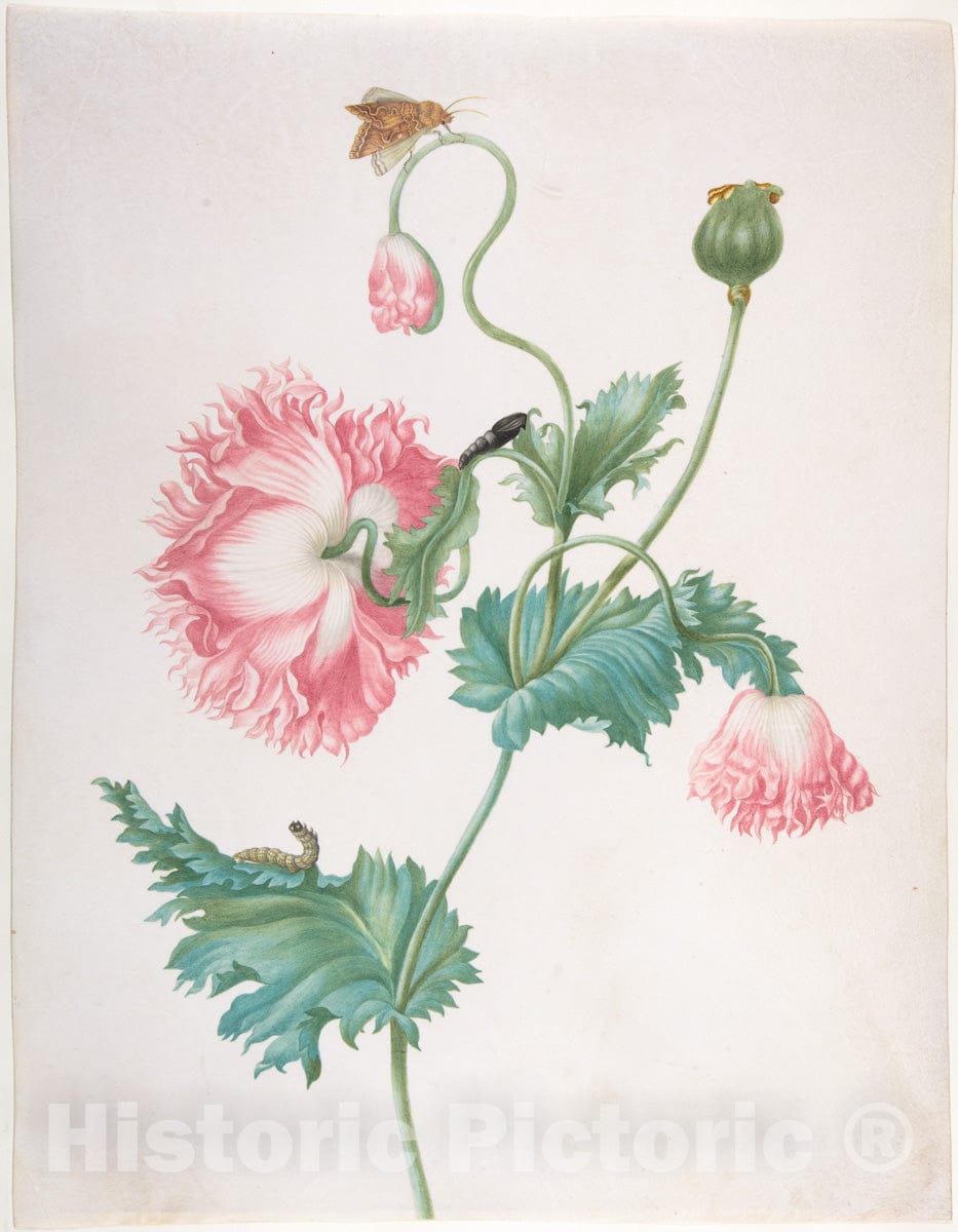 Art Print : Johanna Helena Graff - A Poppy in Three Stages of Flowering, with a Caterpillar, Pupa and Butterfly : Vintage Wall Art