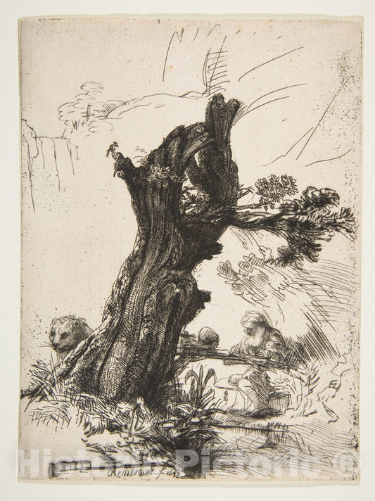 Art Print : Rembrandt (Rembrandt Van Rijn) - St. Jerome Beside a Pollard Willow : Vintage Wall Art
