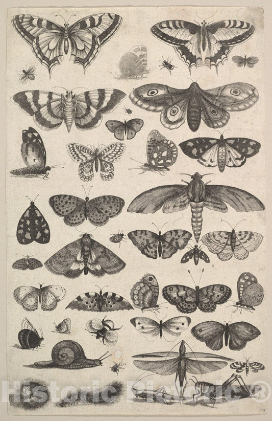 Art Print : Wenceslaus Hollar - Forty-one Insects, Including Moths and Butterflies : Vintage Wall Art