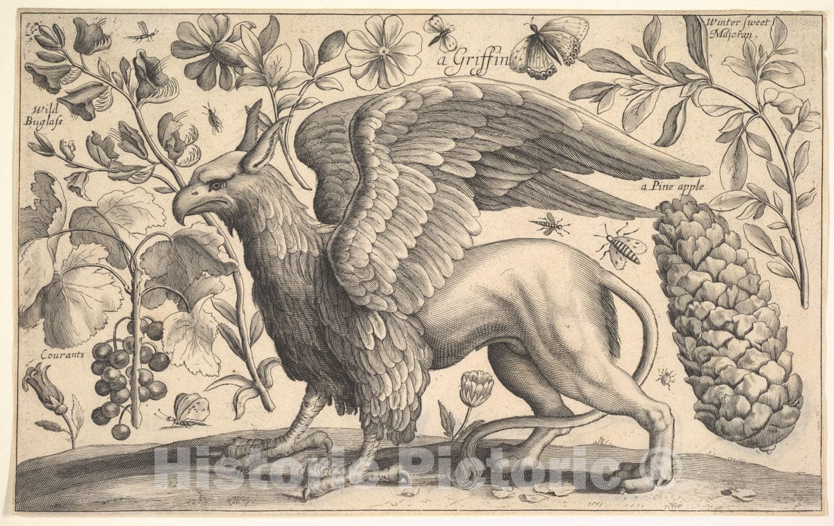 Art Print : Invented by Wenceslaus Hollar - A Griffin : Vintage Wall Art