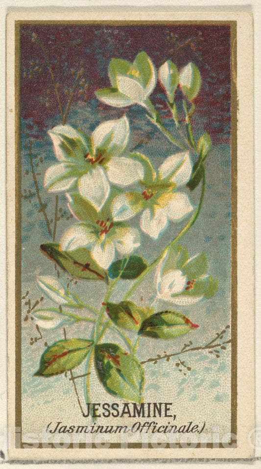 Art Print : Issued by Goodwin & Company - Jessamine (Jasminum Officinale), from The Flowers Series for Old Judge Cigarettes : Vintage Wall Art