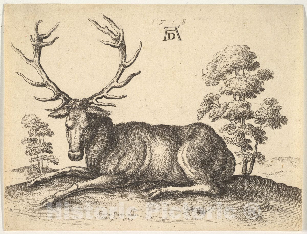 Art Print : Wenceslaus Hollar - Stag Lying to Left : Vintage Wall Art