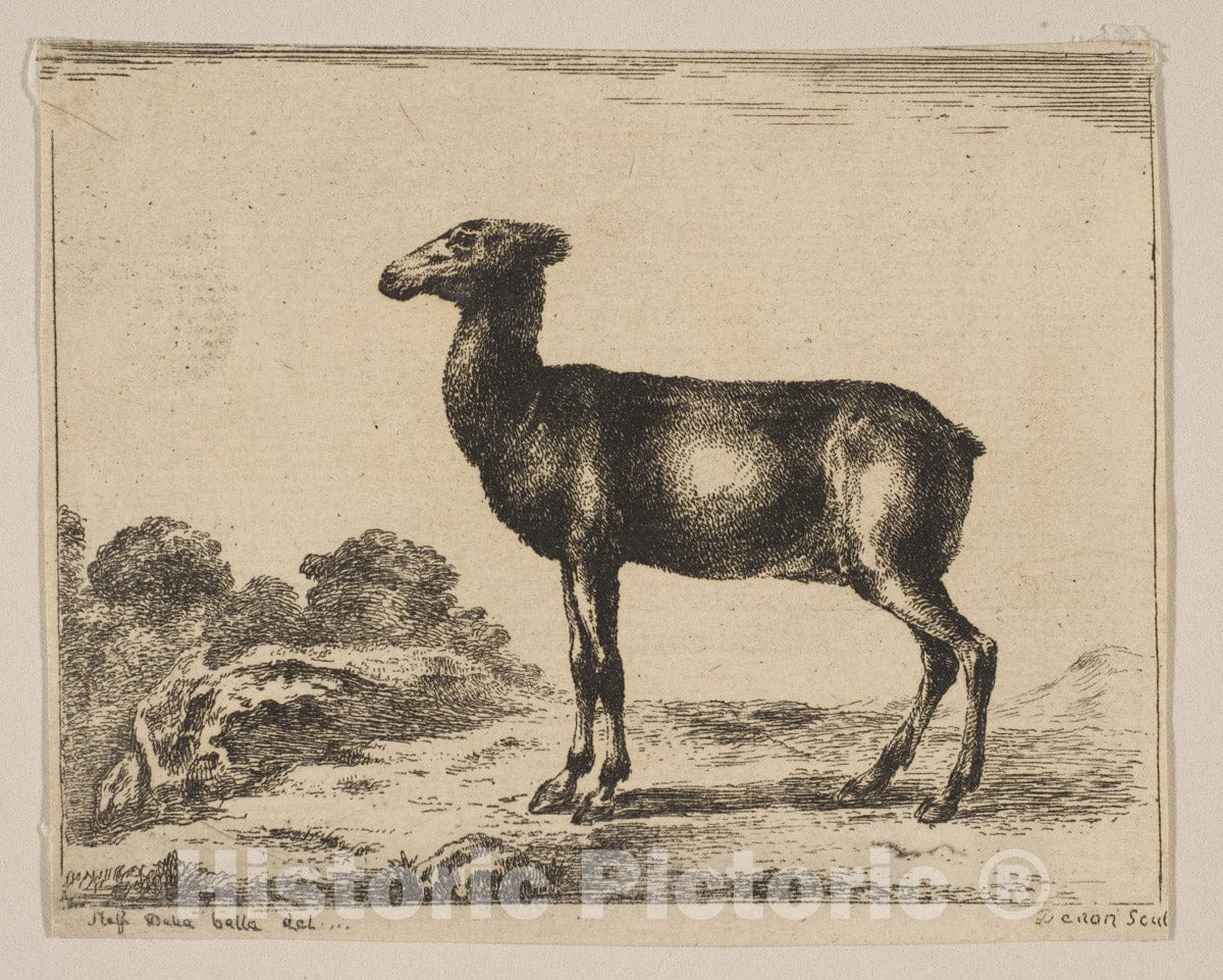 Art Print : Anonymous, 17th Century - Plate 15: doe, from 'Various Animals' (Diversi animali) : Vintage Wall Art