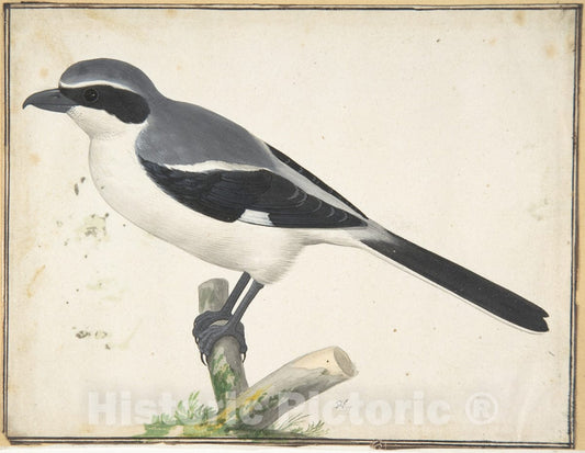 Art Print : Pieter Holsteyn II - A Great Grey Shrike : Vintage Wall Art