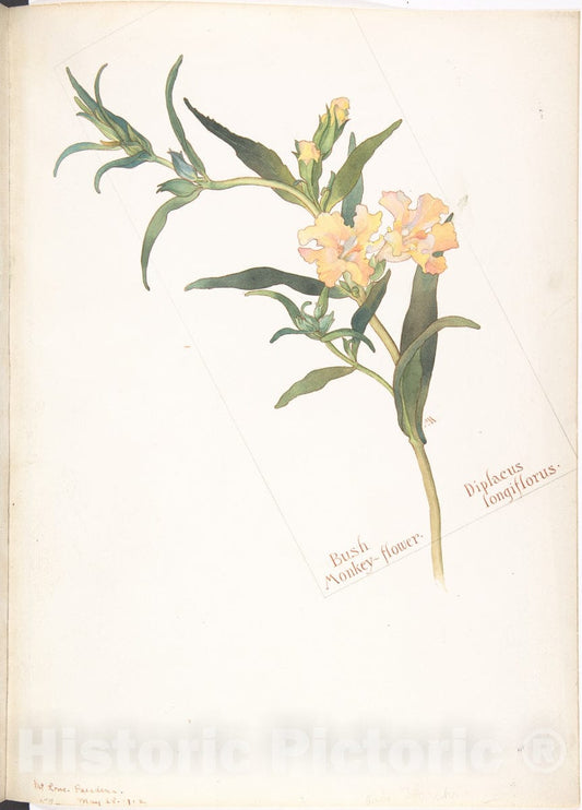 Art Print : Margaret Neilson Armstrong - Bush Monkey-Flower, Diplacus longiflorus : Vintage Wall Art
