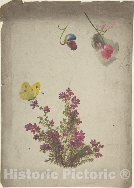 Art Print : British, 19th Century - Heather, Sweet Peas and Butterfly : Vintage Wall Art