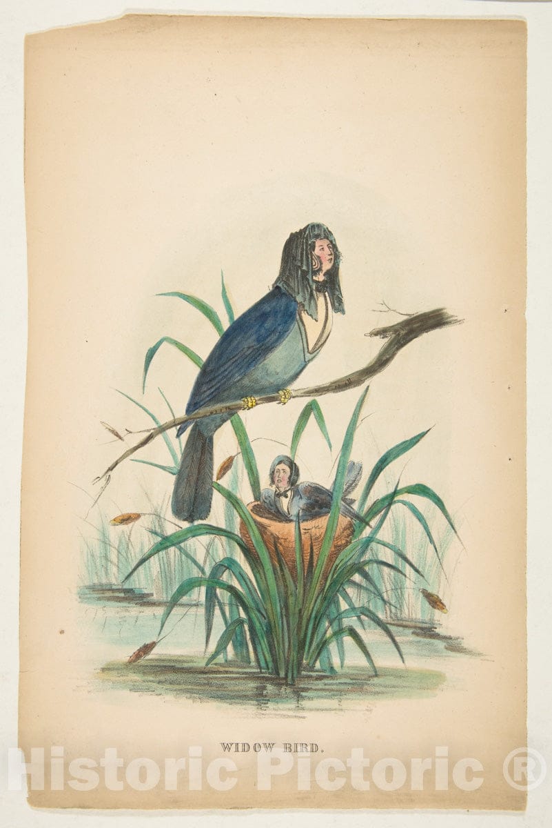 Art Print : Henry Louis Stephens - Widow Bird, from The Comic Natural History of The Human Race : Vintage Wall Art
