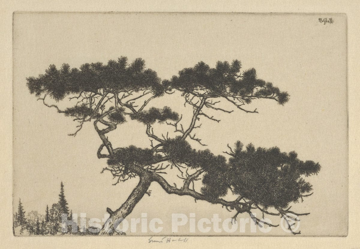 Art Print : Ernest Haskell - Crippled Pine : Vintage Wall Art
