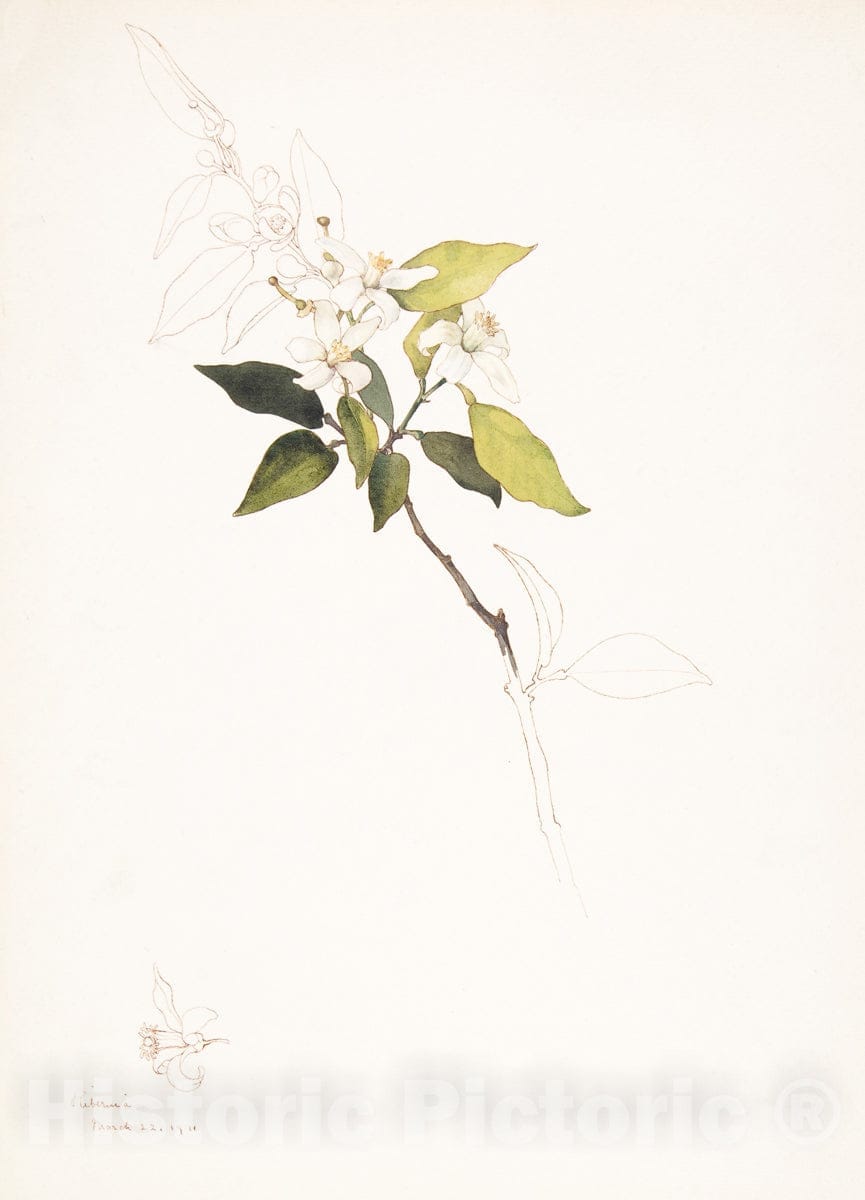 Art Print : Margaret Neilson Armstrong - White Flowers on a Vine : Vintage Wall Art