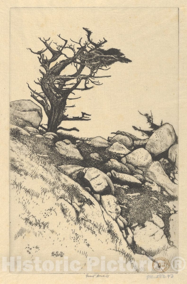 Art Print : Ernest Haskell - Cypress and Rocks : Vintage Wall Art
