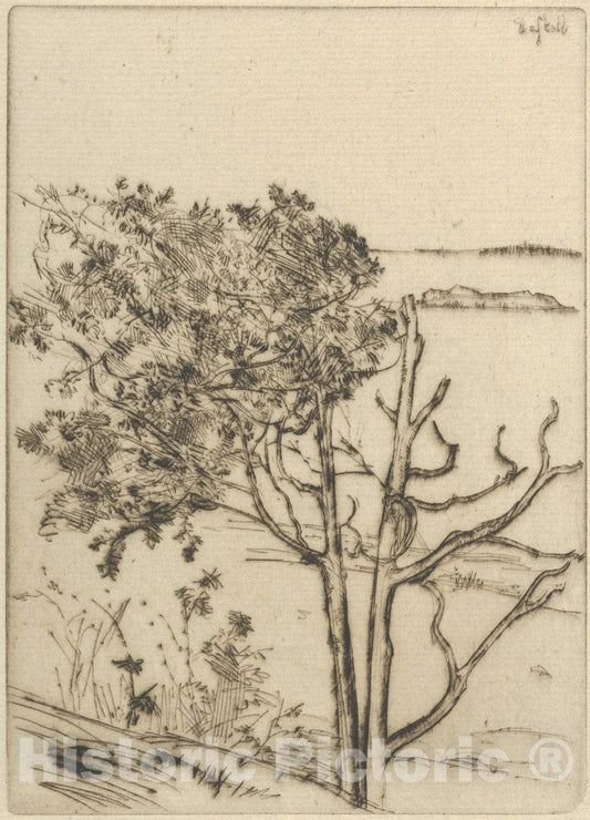 Art Print : Ernest Haskell - Ragged Tree – Maine : Vintage Wall Art