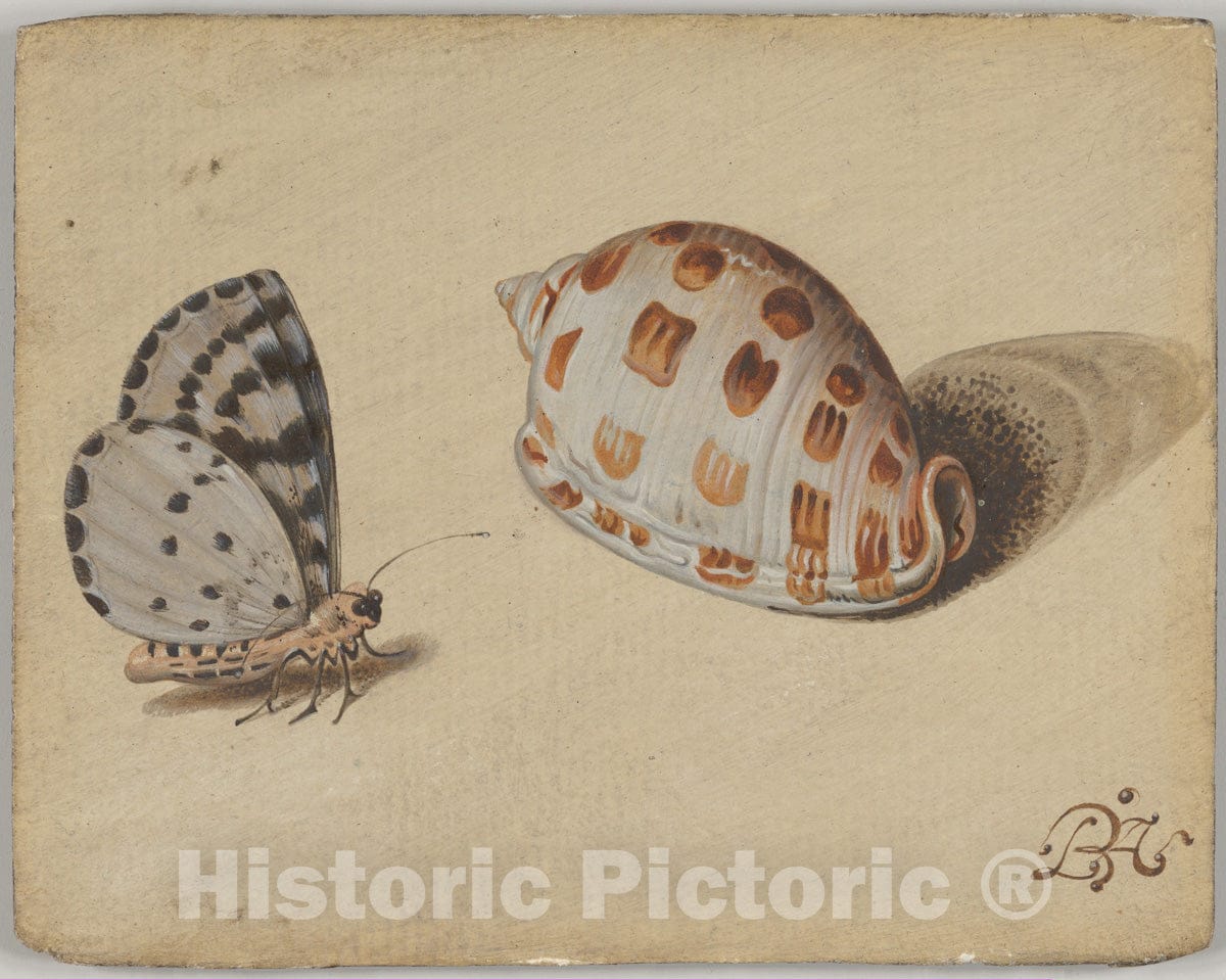 Art Print : Balthasar Van der AST - an Arrowhead Blue Butterfly and a Scotch Bonnet Sea Shell : Vintage Wall Art