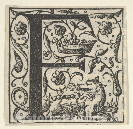 Art Print : Initial Letter F with Lion (?) and Crown : Vintage Wall Art
