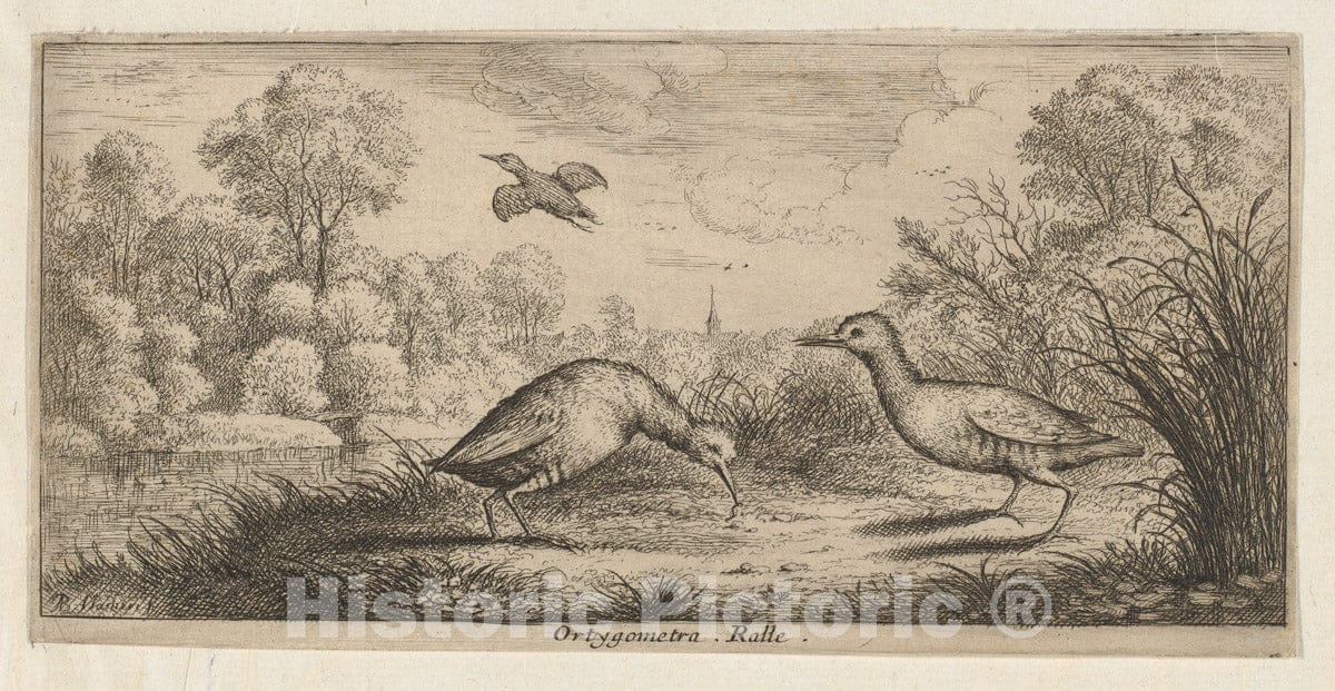 Art Print : Albert Flamen - Ortygometra, Ralle (The Rail): Livre d'Oyseaux (Book of Birds) : Vintage Wall Art