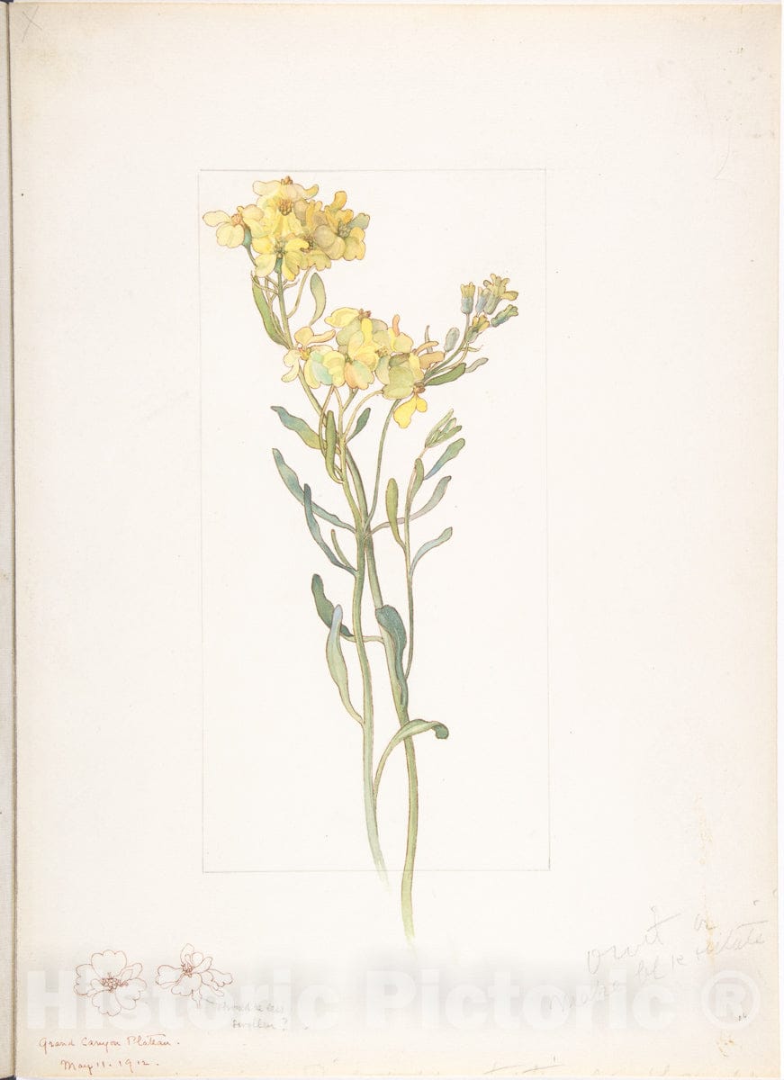 Art Print : Margaret Neilson Armstrong - American Wildflower with Yellow Blossoms : Vintage Wall Art