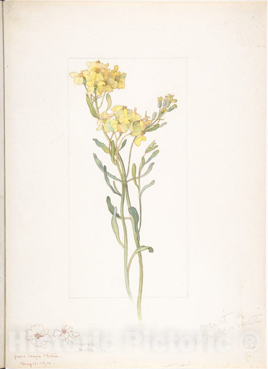 Art Print : Margaret Neilson Armstrong - American Wildflower with Yellow Blossoms : Vintage Wall Art