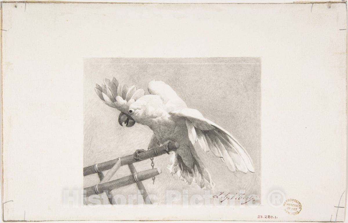 Art Print : Jean-Georges Vibert - The Angry Parrot : Vintage Wall Art
