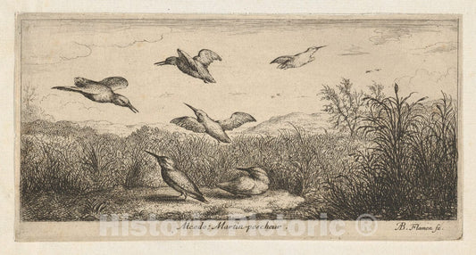 Art Print : Albert Flamen - Alcedo, Martin-pescheur (The Kingfisher): Livre d'Oyseaux (Book of Birds) : Vintage Wall Art